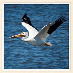 pelican_fly.jpg